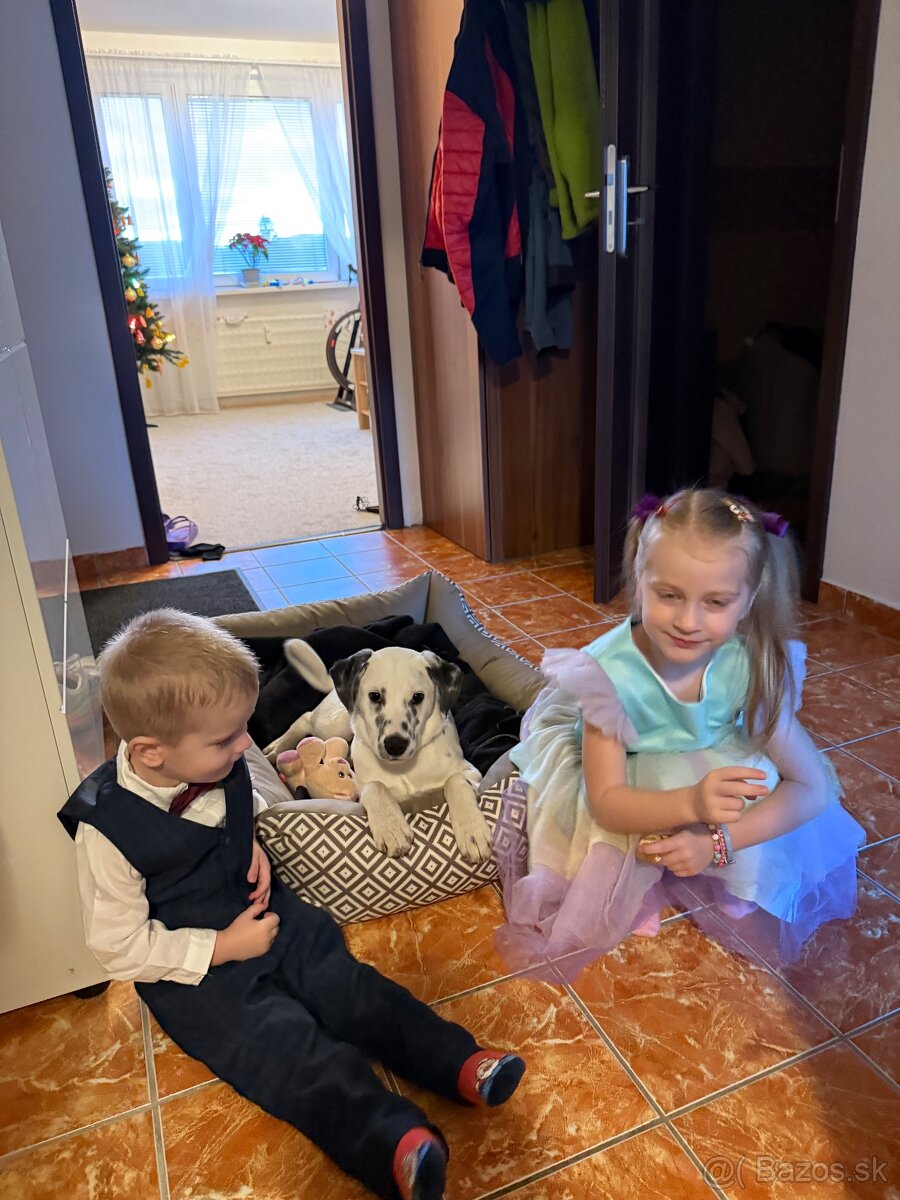 Dalmatin x border kólia - 4