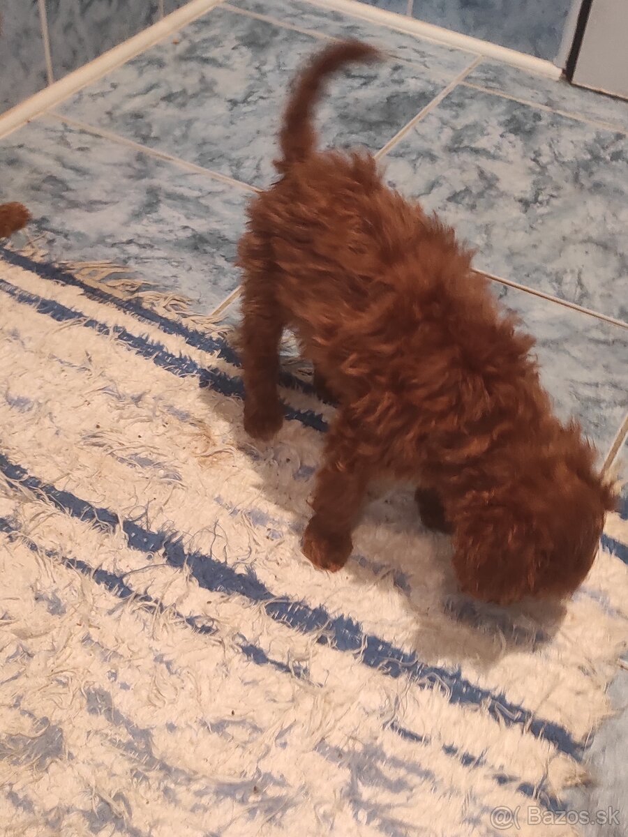 Pudel Trpaslíči - 4