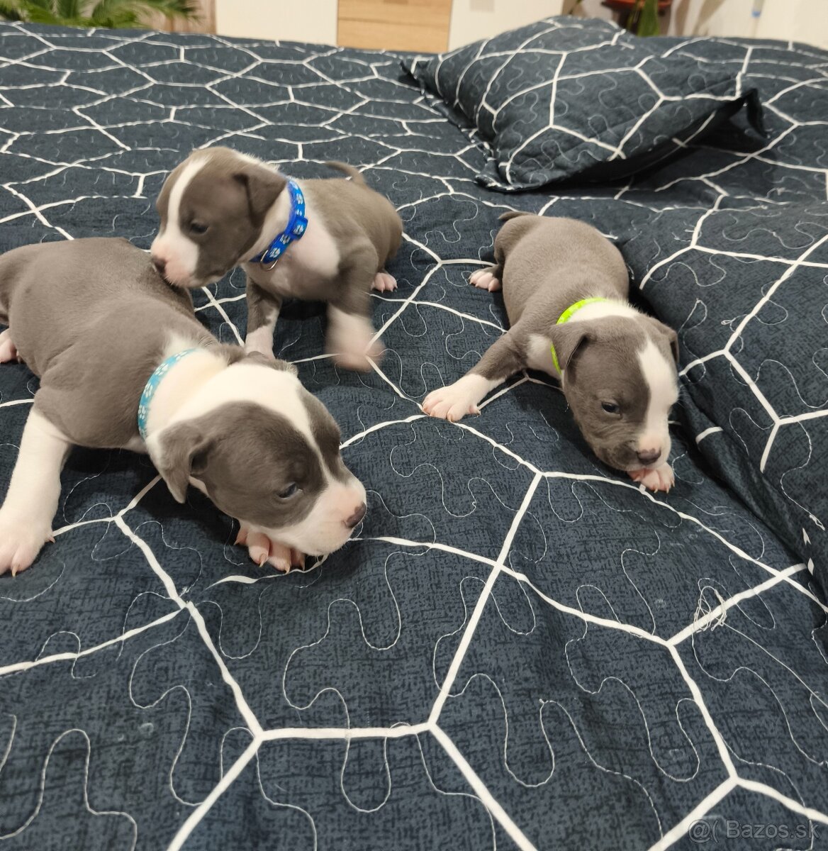 Staford šteniatka - 4