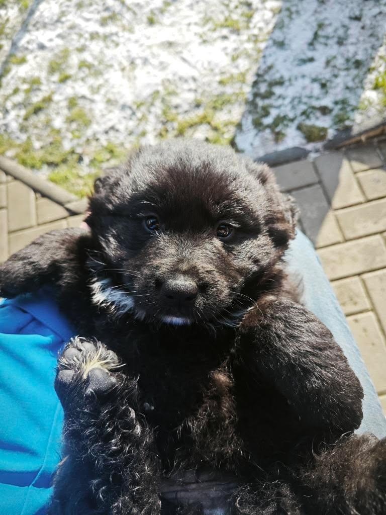 Predám šteniatka - 4