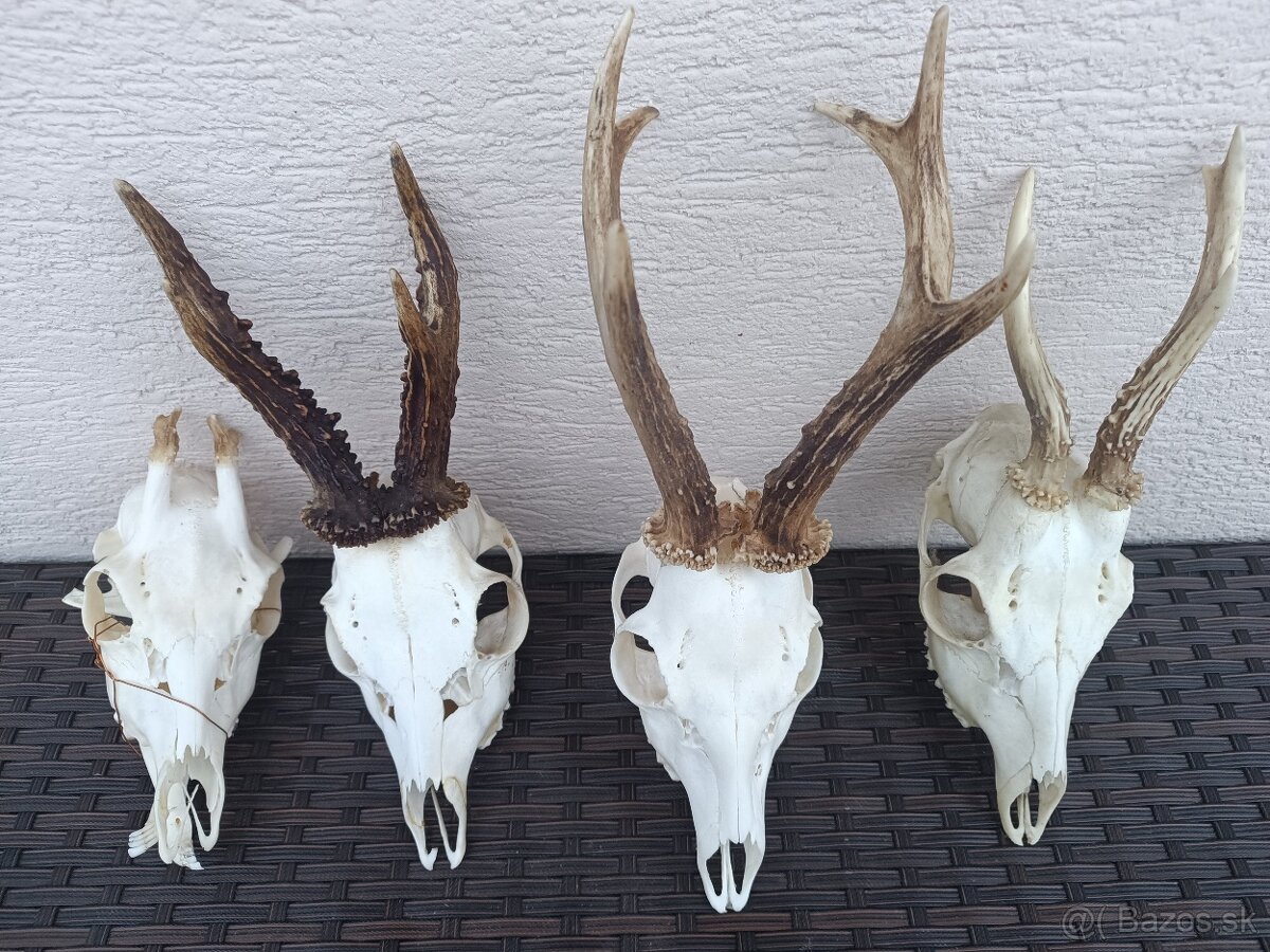 Parohy, zhody, trofeje, srnce - 4
