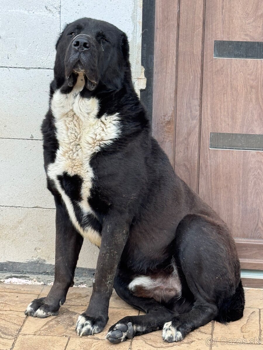 Stredoázijský ovčiak SAO - 4