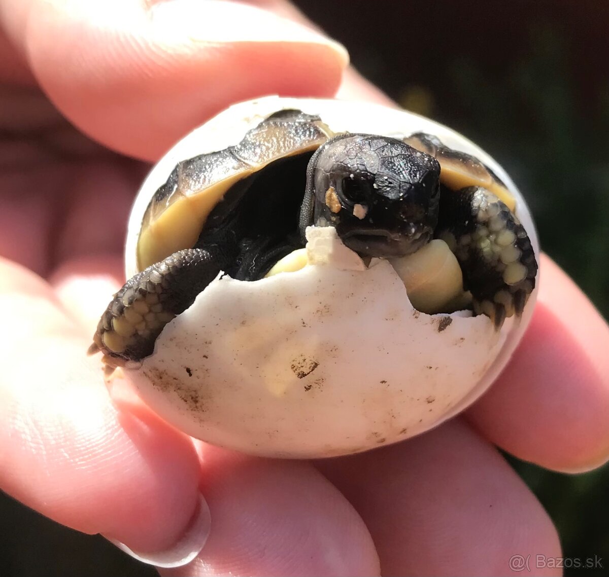 Korytnačka zelenkastá od chovateľa - 4