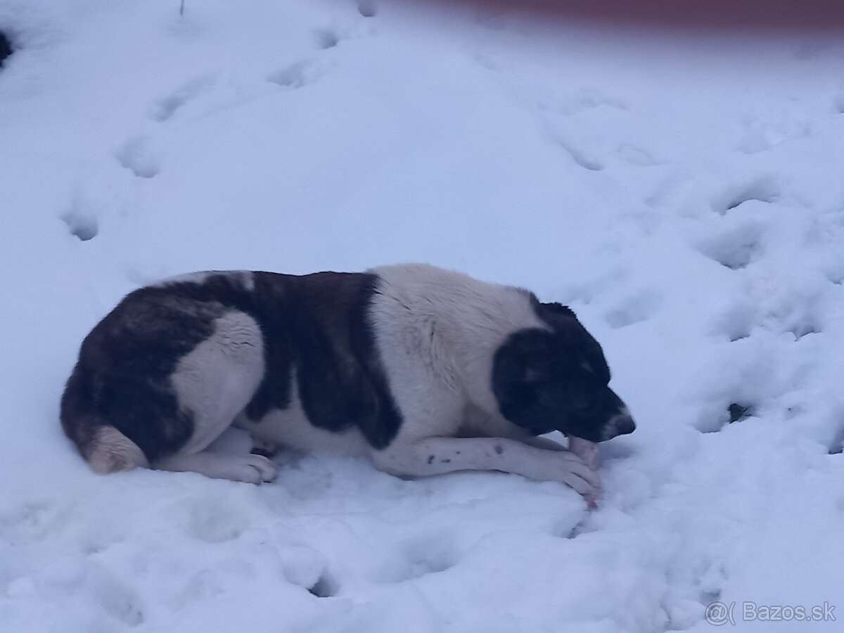 Stredoázijský ovčiak - 4