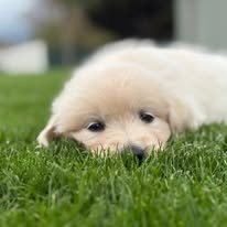 šteniatka Zlatého retrievera s PP - 4