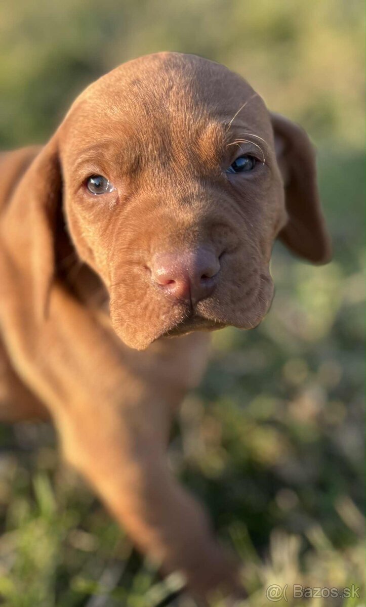 Maďarská vyžla šteniatka - 4