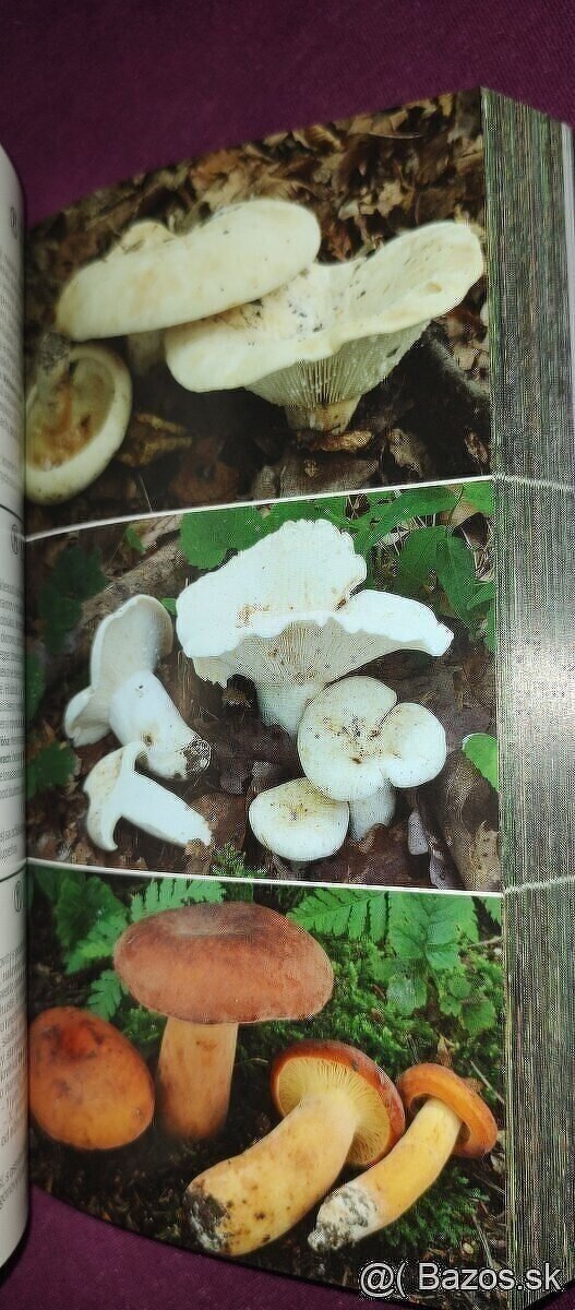 1000 slovenských a českých húb - 4