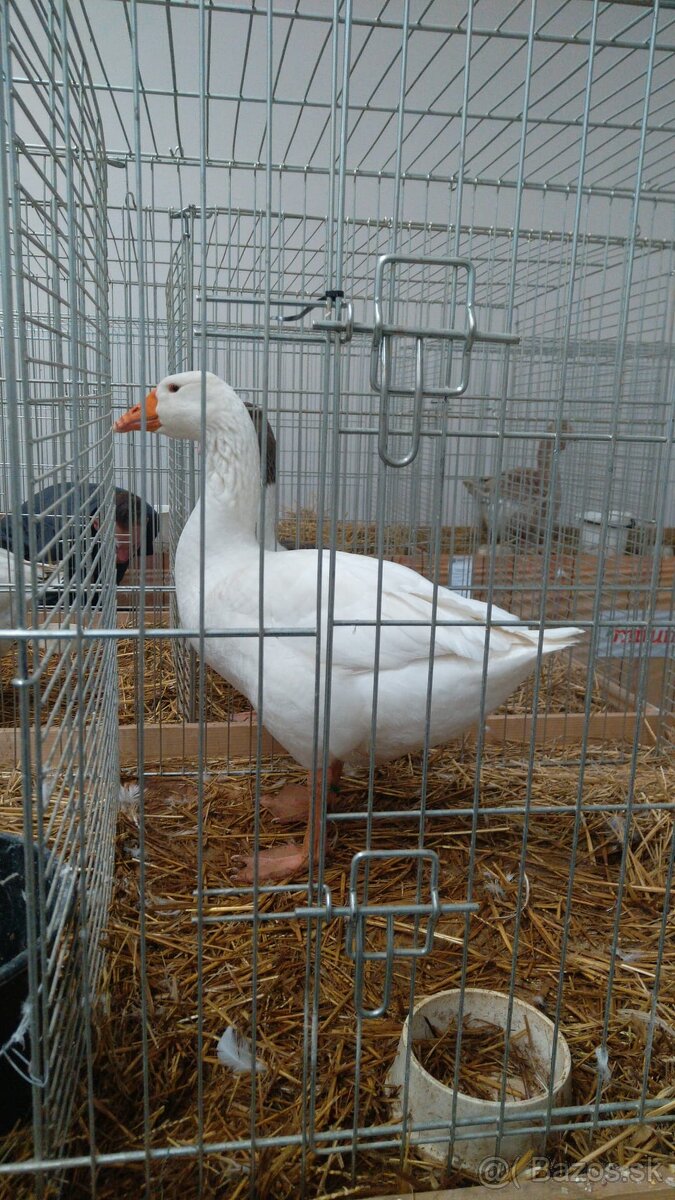 Slovenská biela hus - 4