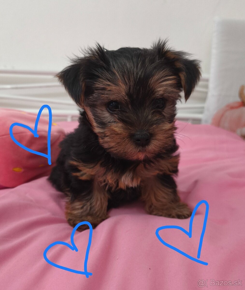Yorkshire teriér šteniatka - 4