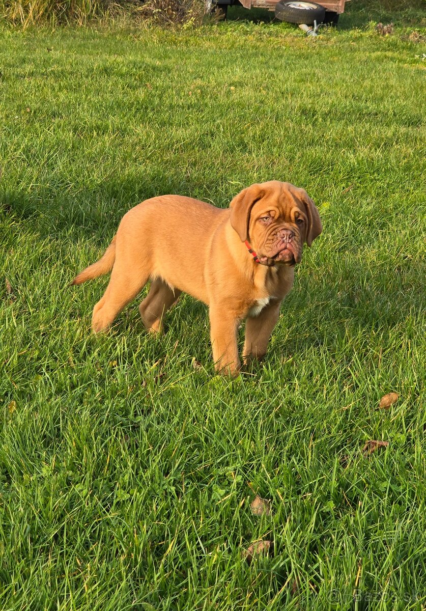 Bordeauxská doga s PP - 4