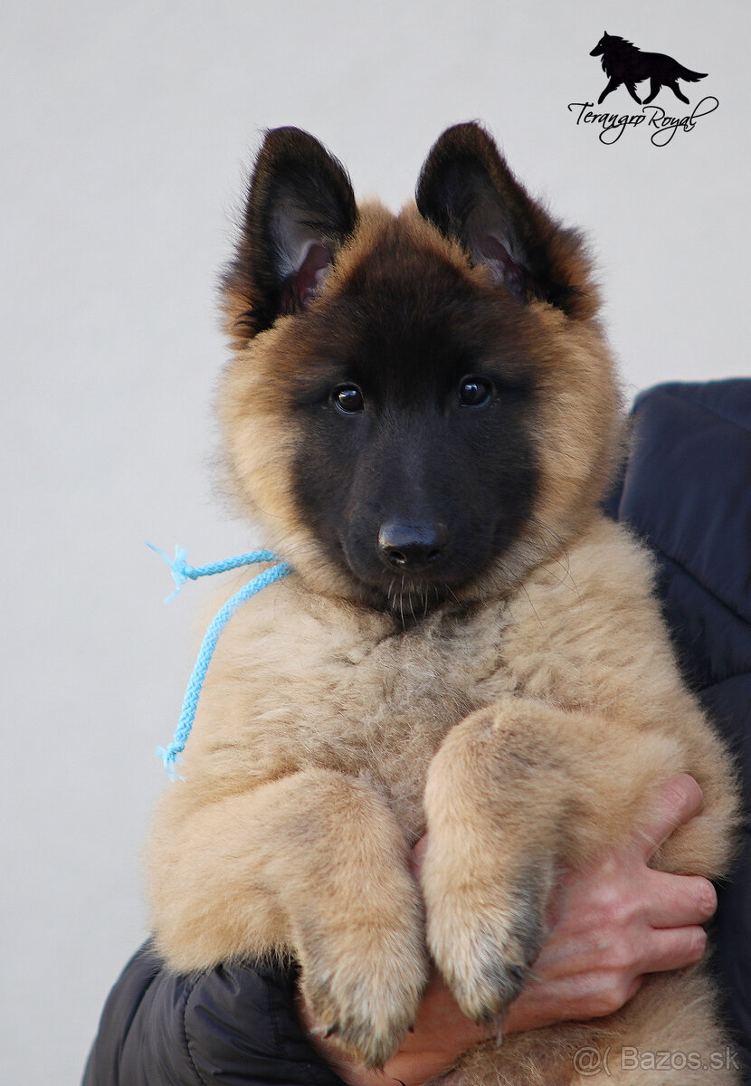 Belgický ovčiak Tervueren - šteniatka s PP na odber - 4