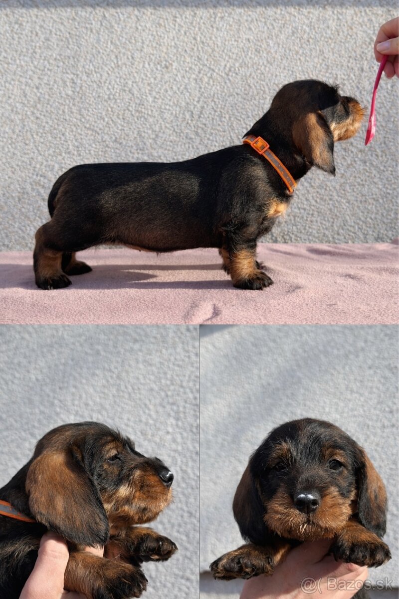 Šteniatka jazvečíka hrubosrstého - 4