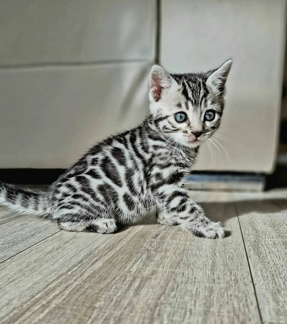 Krásne mačiatka plemena Ragdoll, Bengálsko a Maine Coon sú k - 4