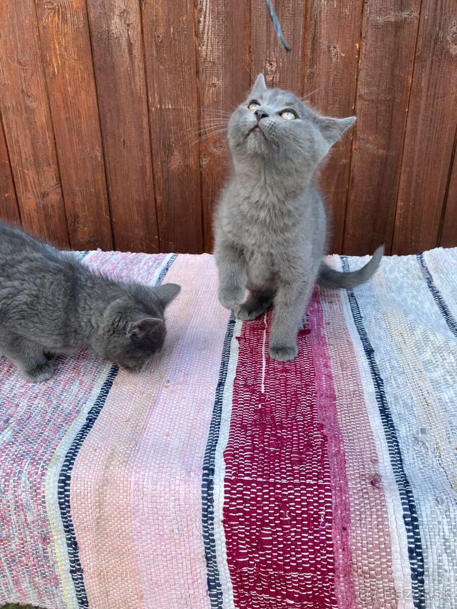 Predáme mačiatka - 4