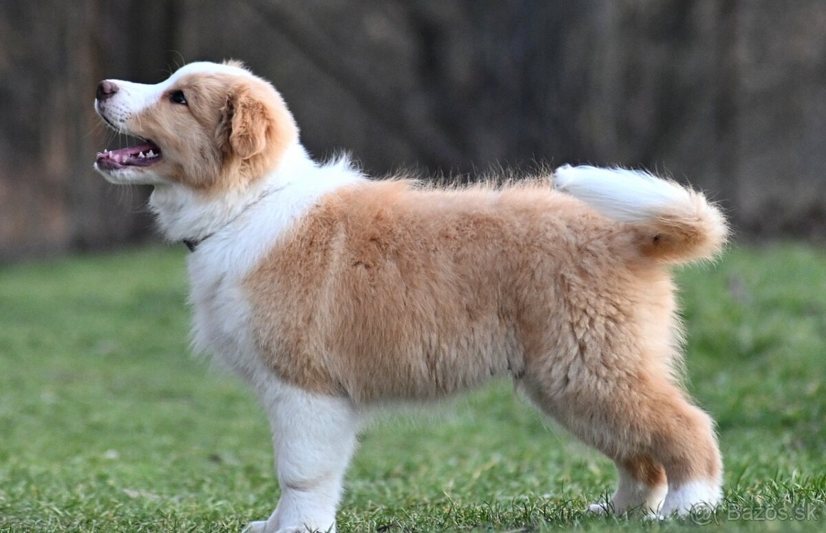 Border Collie / Border Kólia s PP - 4