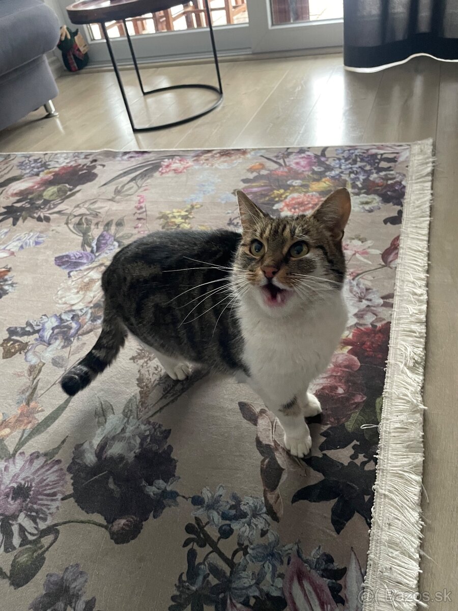 Darujem do dobrych ruk - 4