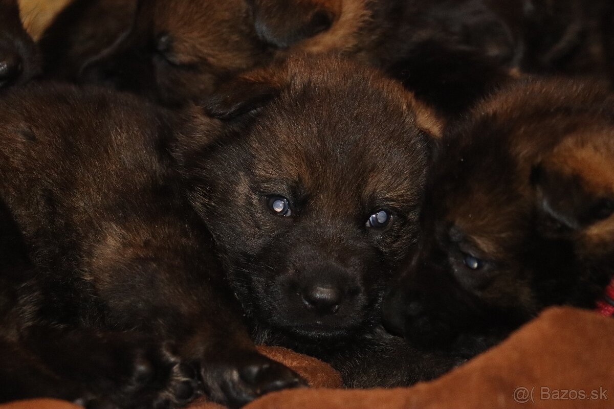 Německý ovčák s PP - 4