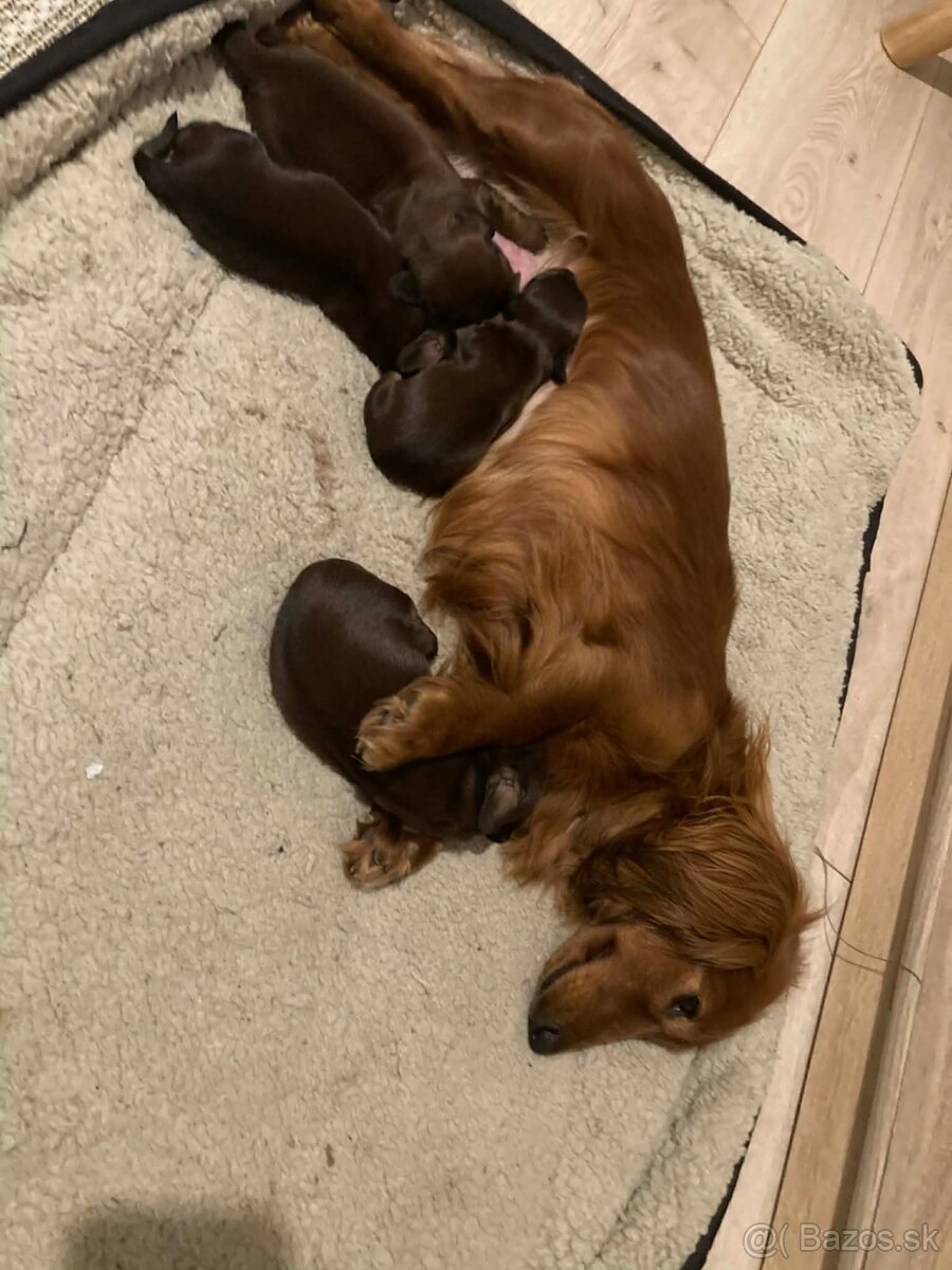 Jazvecik trp.kr. dlhosrsty s PP - 4