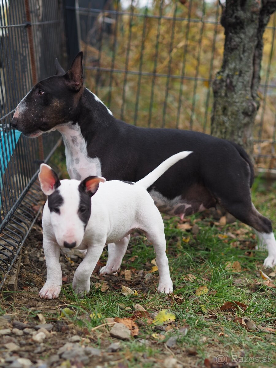 Miniatúrny bullterrier s PP - 4