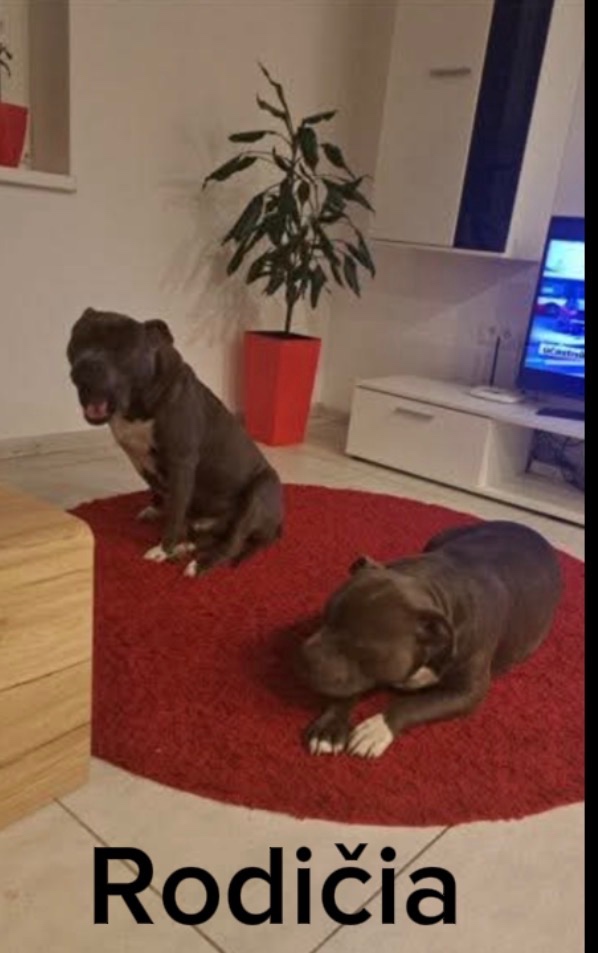 Staford na krytie - 4