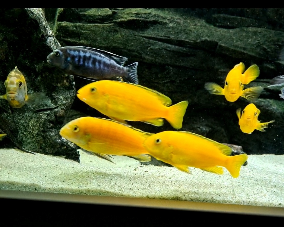 Africké cichlidy - 4