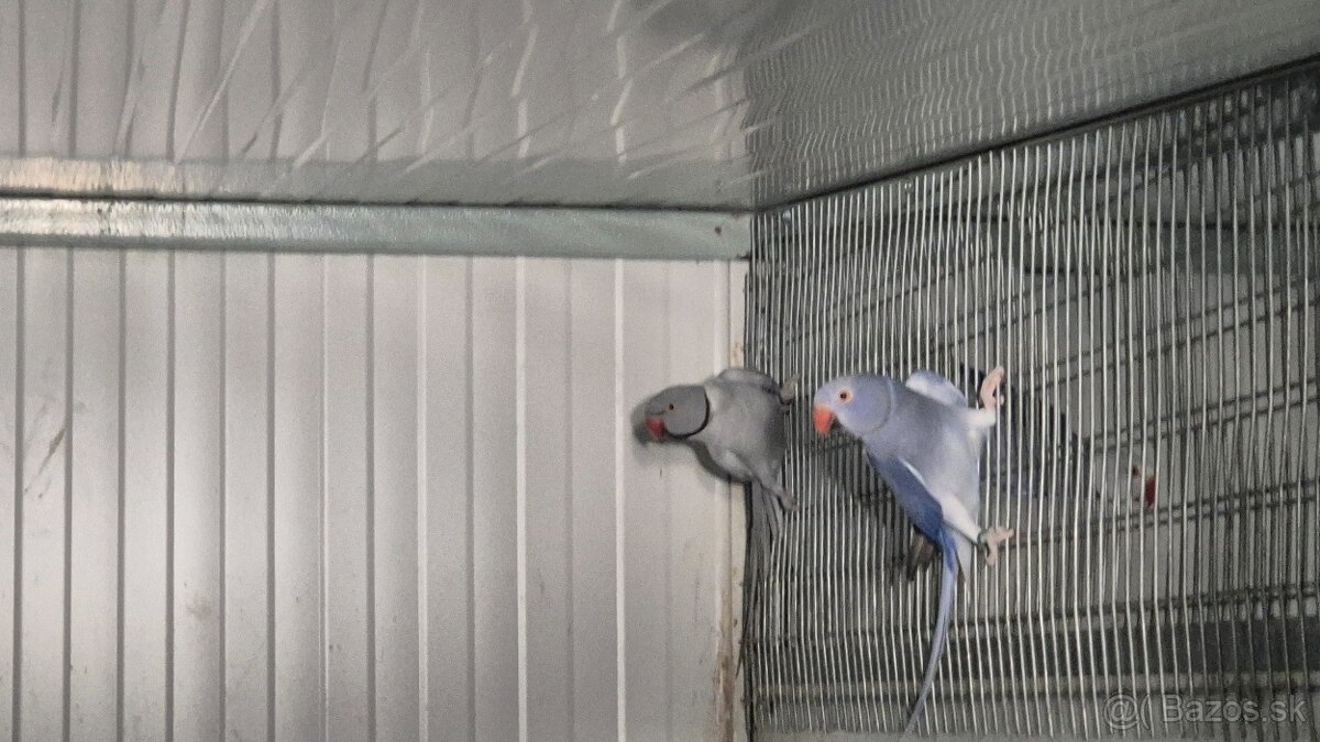 Alexander malý chovný pár 2020 - 4