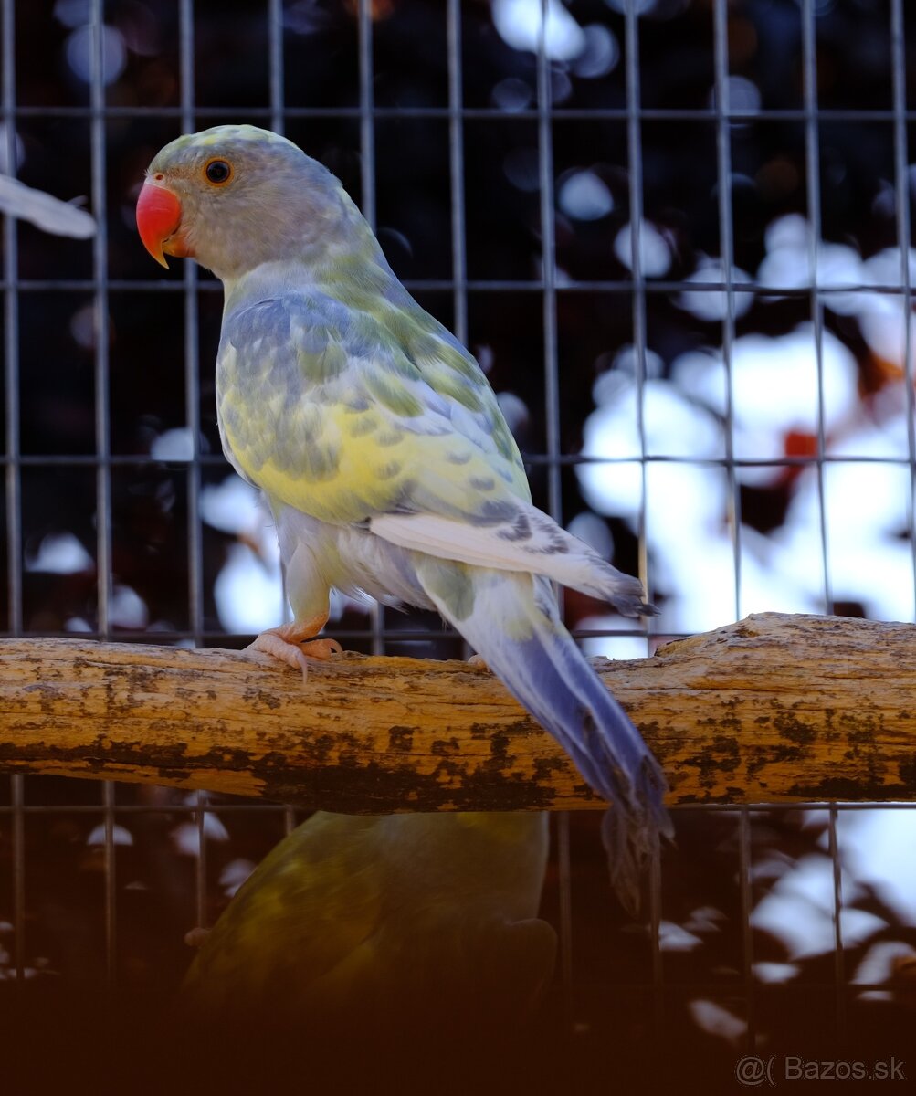 Alexander malý straky páry - 4