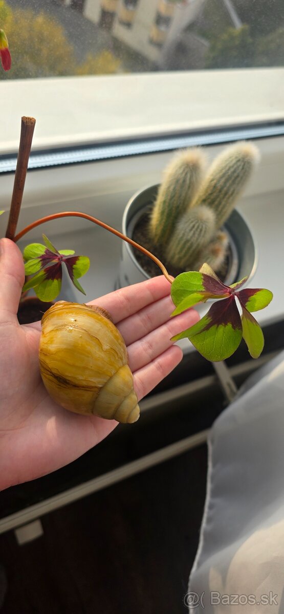 Africký slimák - 4