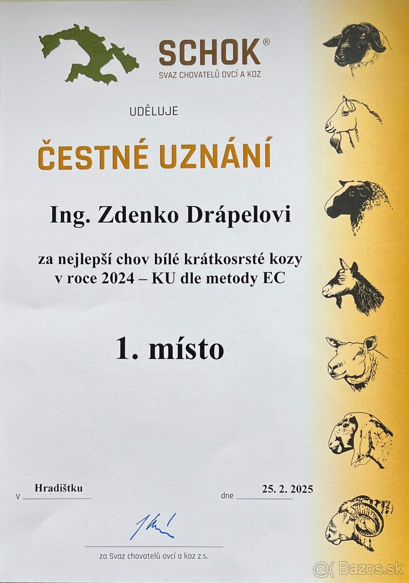Česká bílá krátkosrstá koza. - 4