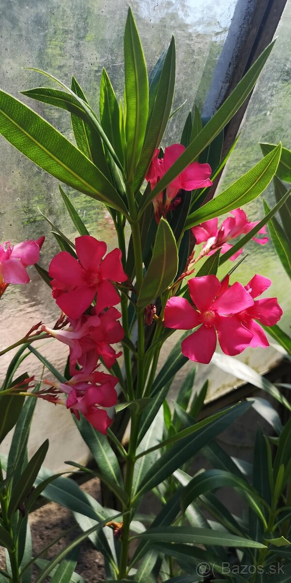 Oleander-krásne kvitnú - 4