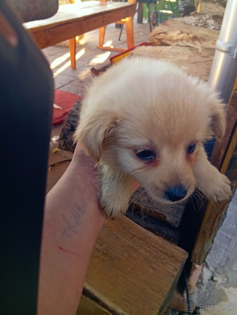 Predám 8-týždnové šteniatka 1 za 20€ - 4