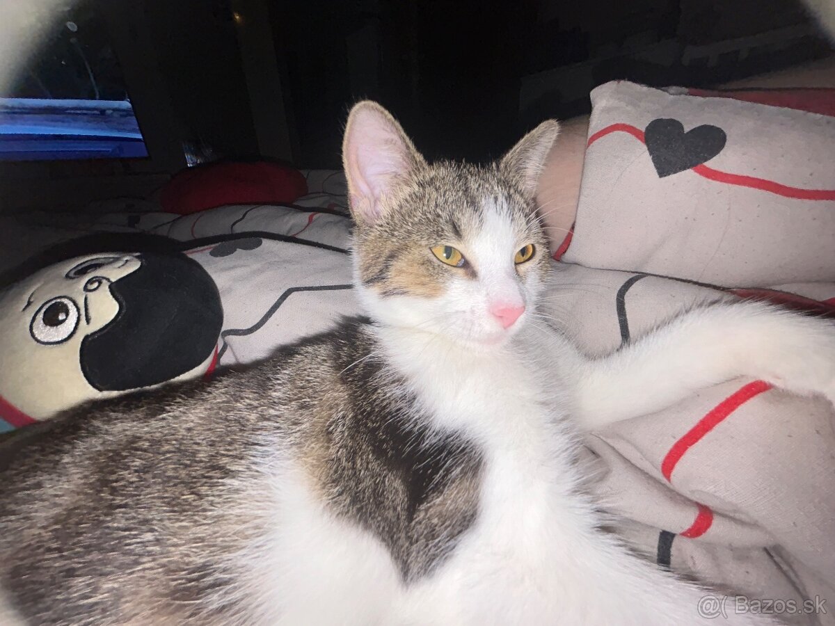 Darujem kocúrika - 4