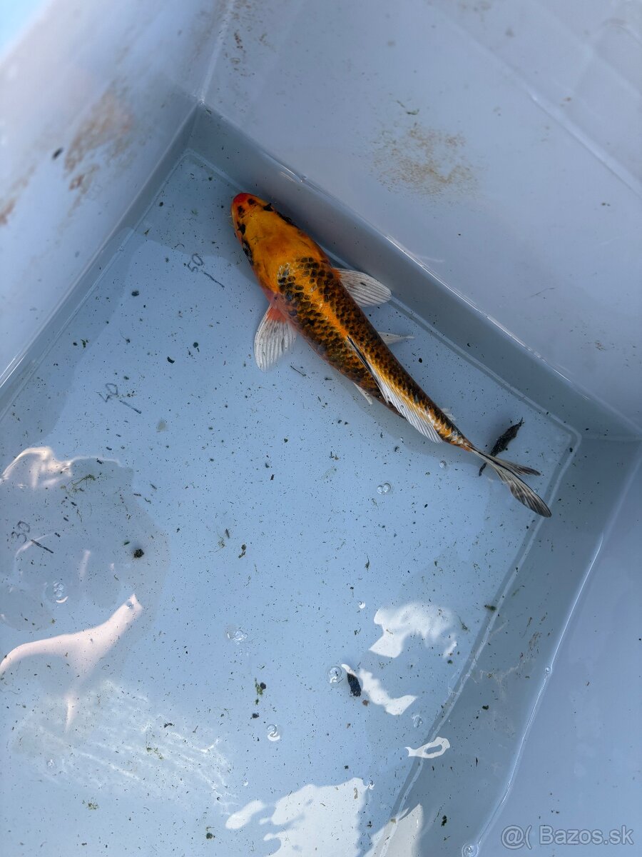Japonské Koi kapre - 4