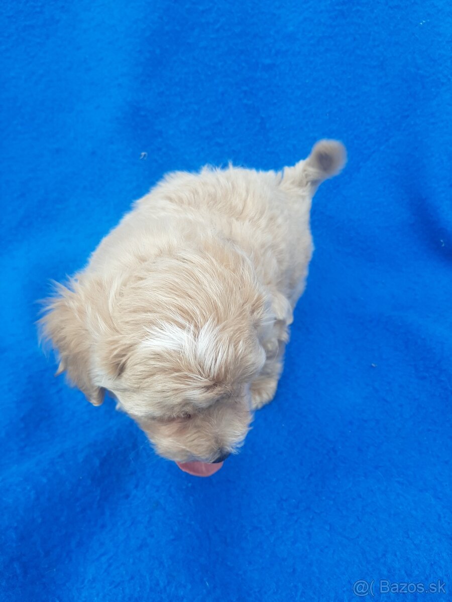 Maltipoo - 4
