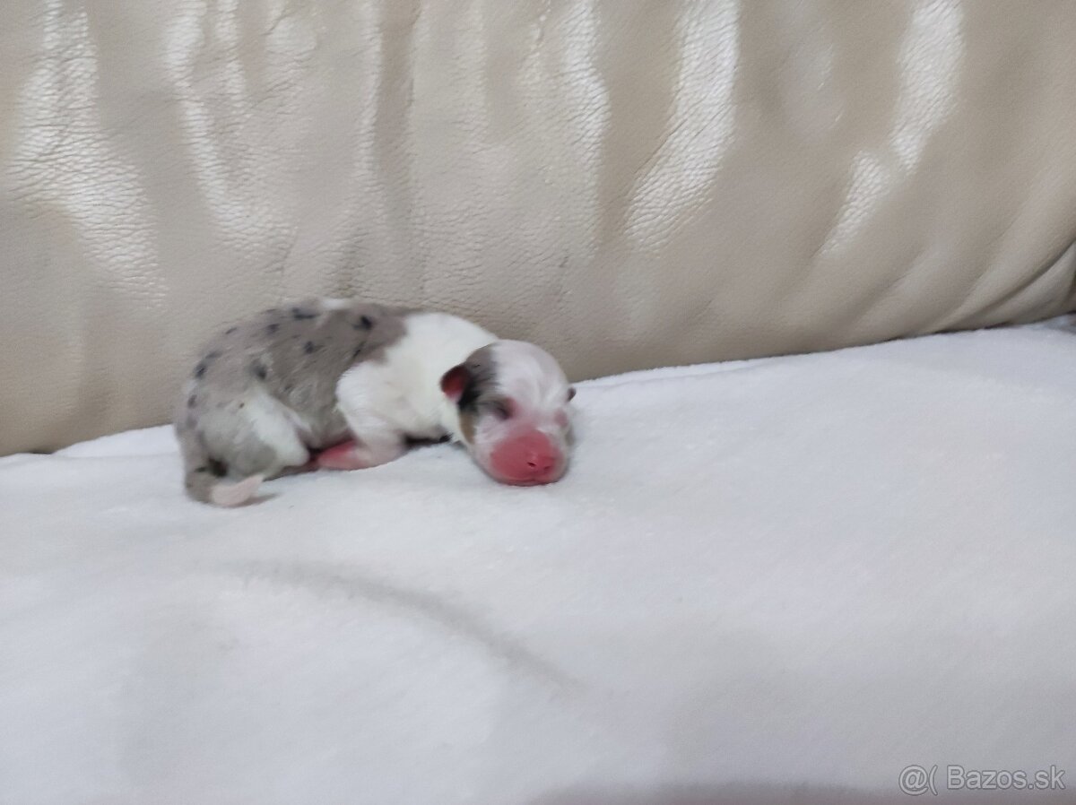 Austrálsky ovčiak - 4