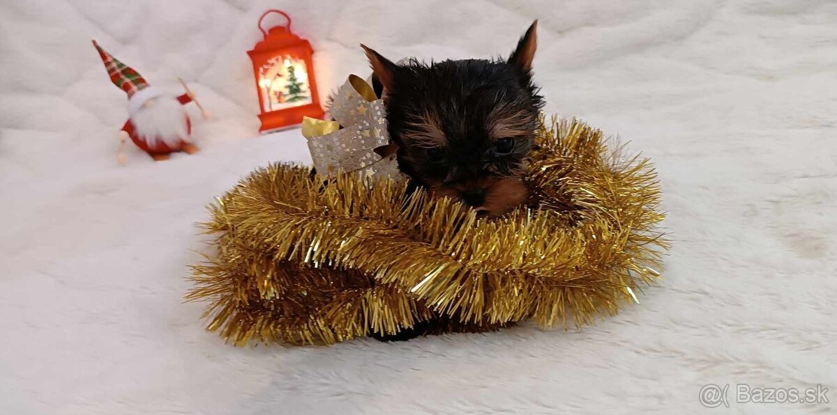 yorkshire terrier mini - 4