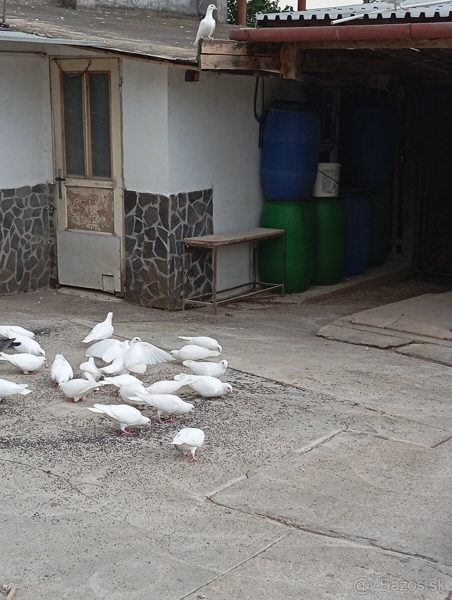 Biele poštové holuby - 4