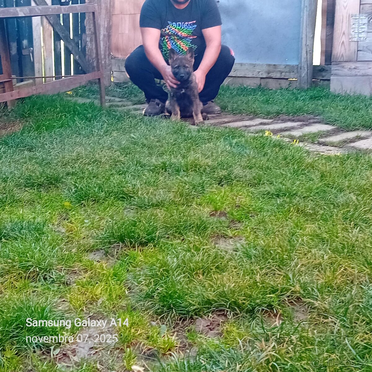 Nemecký ovčiak - 4