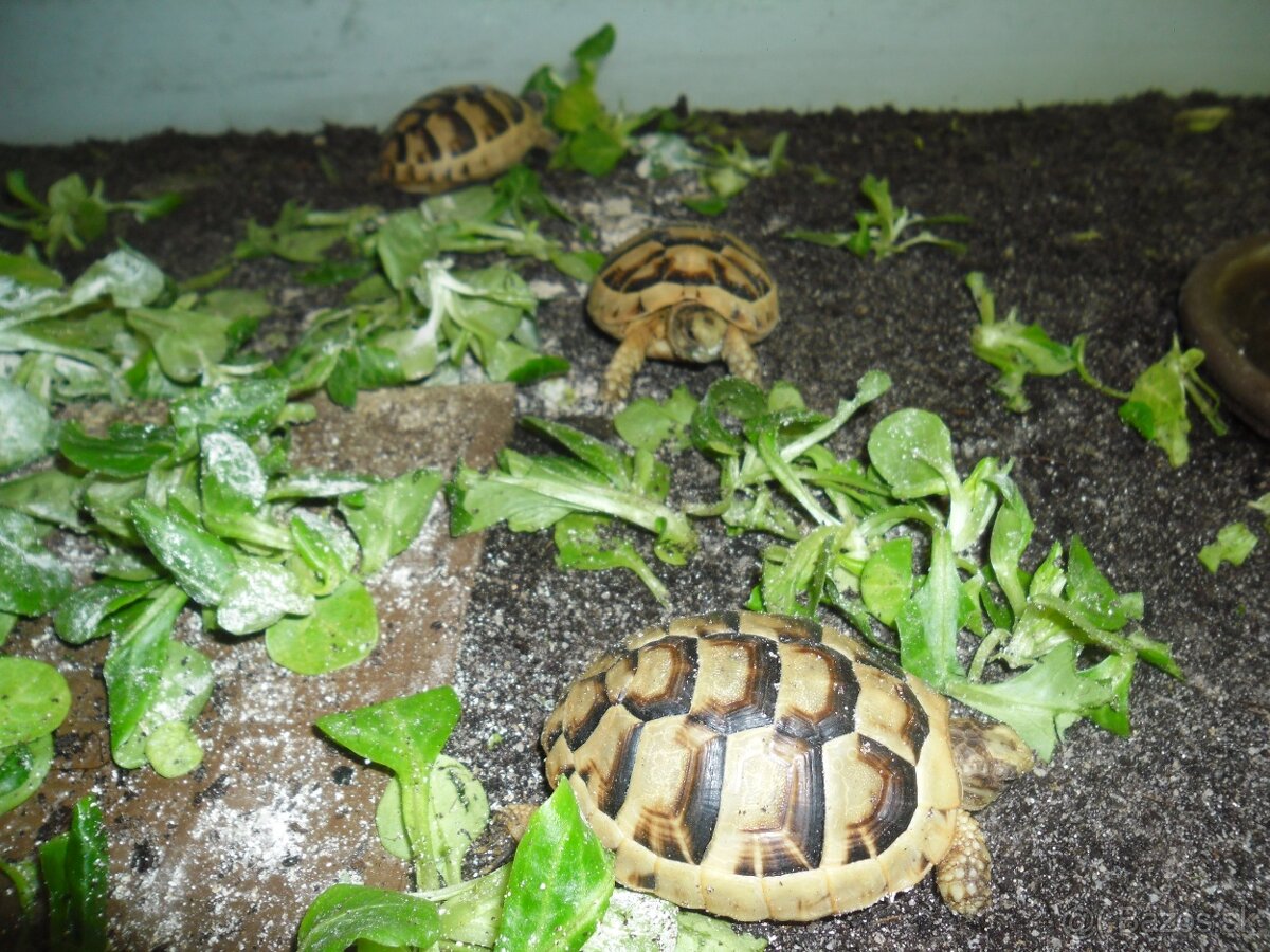 korytnačka žltočierna - 4