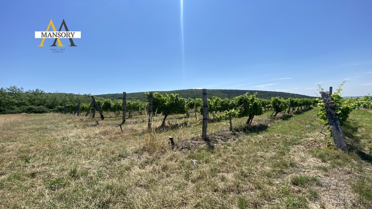 Na predaj vínny dom s vinicami a vínnymi pivnicami 13974 m2 - 4