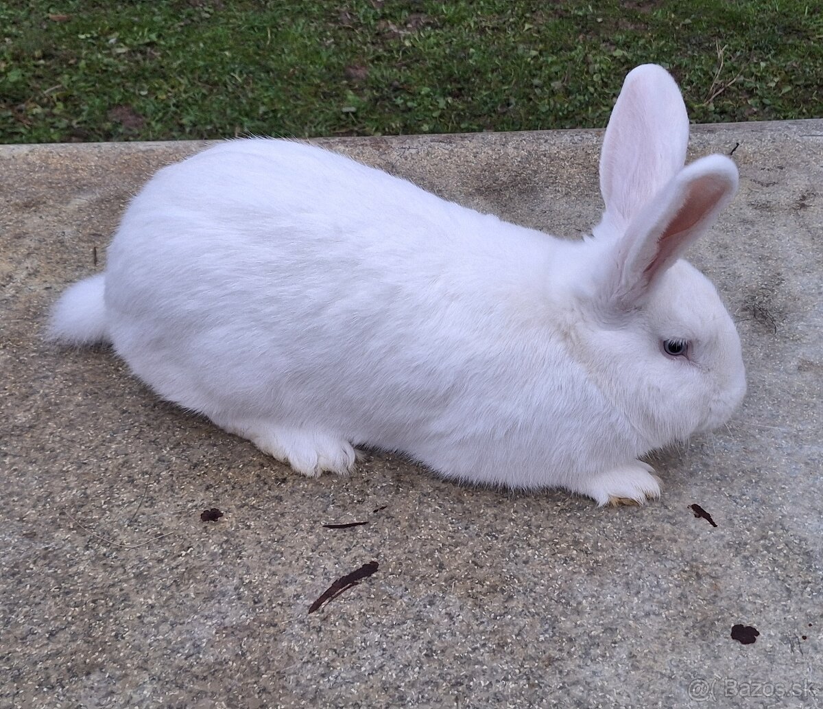 Driňovský biely - 4