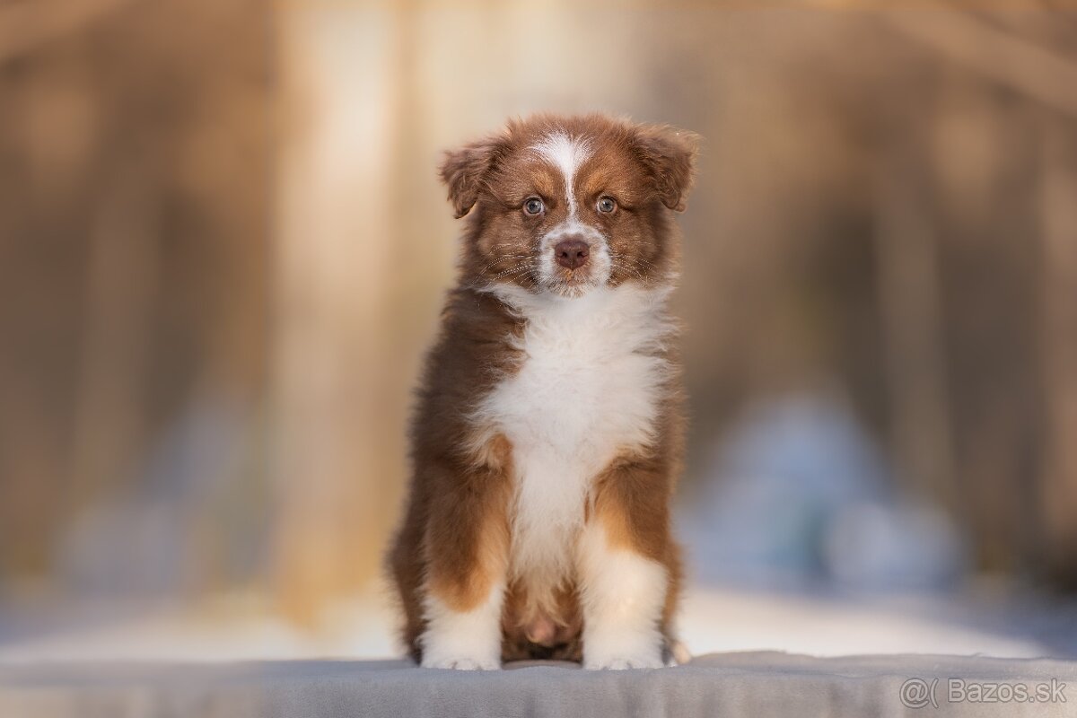 Predaj šteniatka Austrálsky ovčiak 💎 - 4