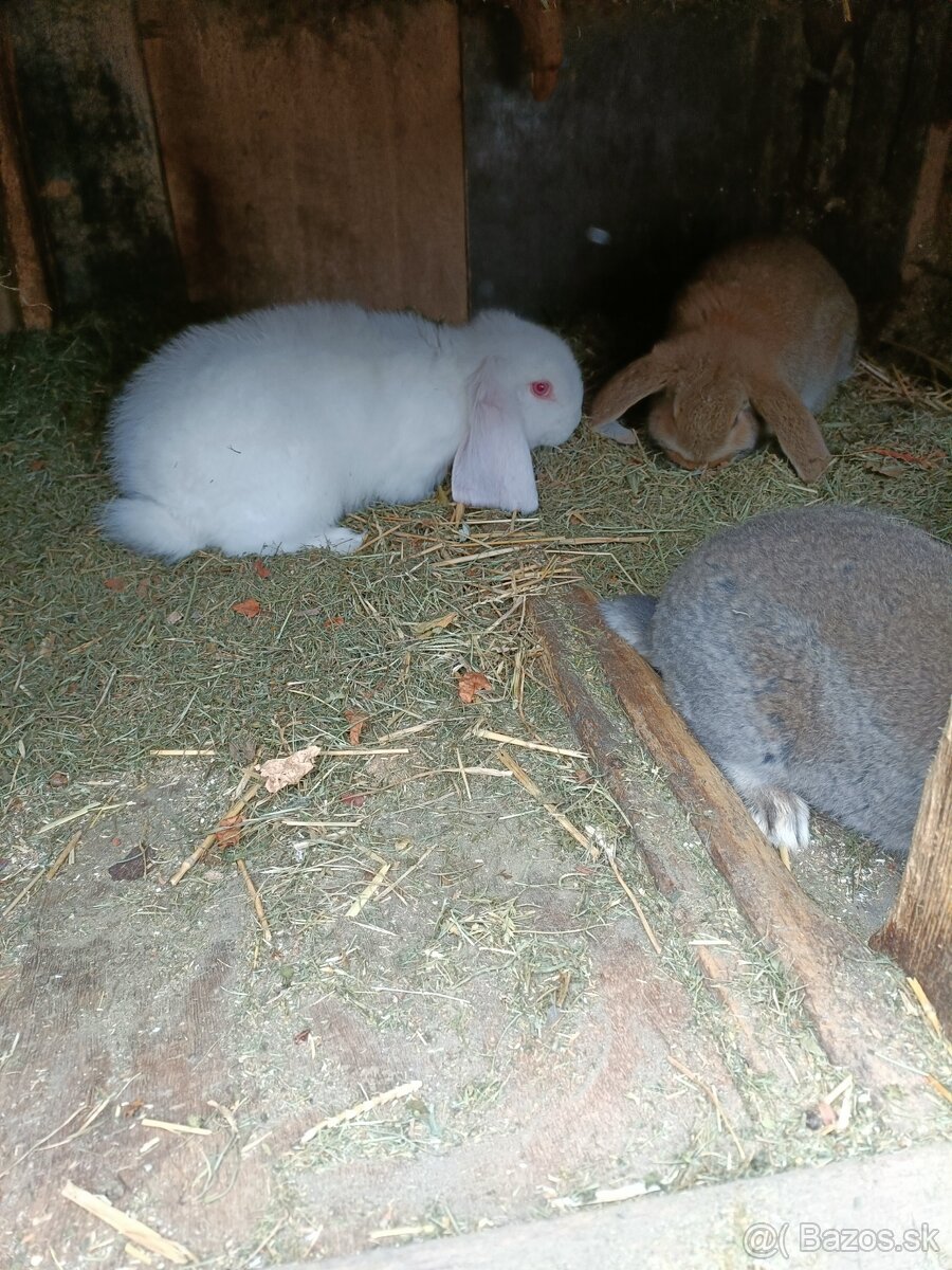 Predám králiky - 4