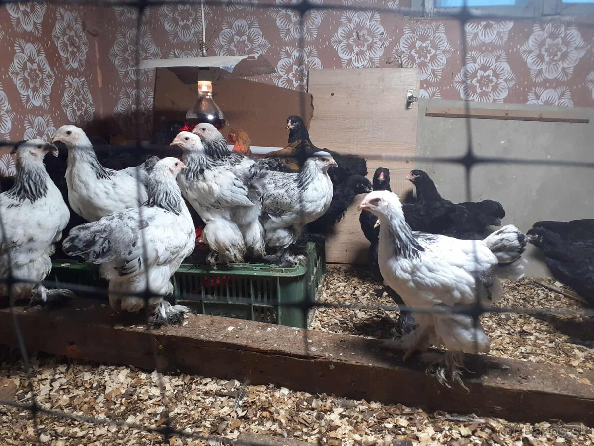 brahma, brahmanka,brahmanky, brahmanka velka - 4