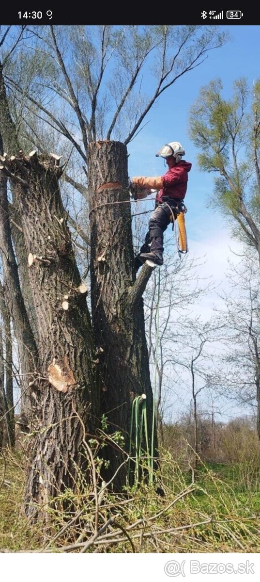 Výruby a orezy stromov - 4