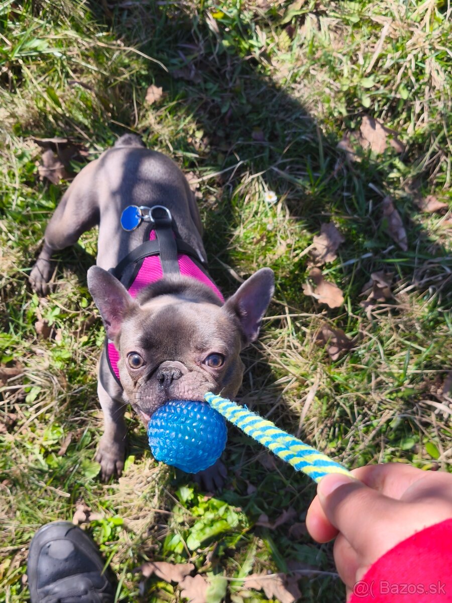 Francúzsky buldoček - 4
