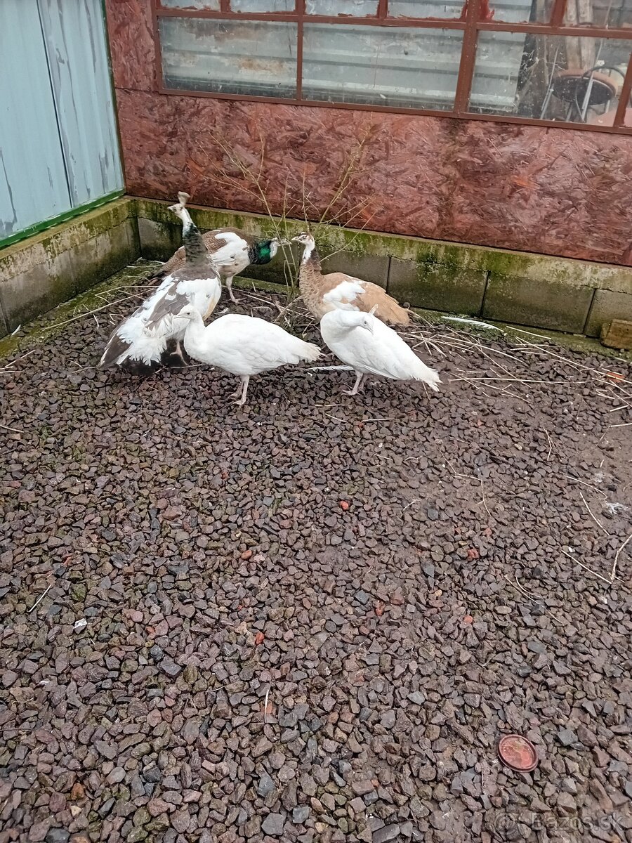 Pav - pavy - pavov - 4