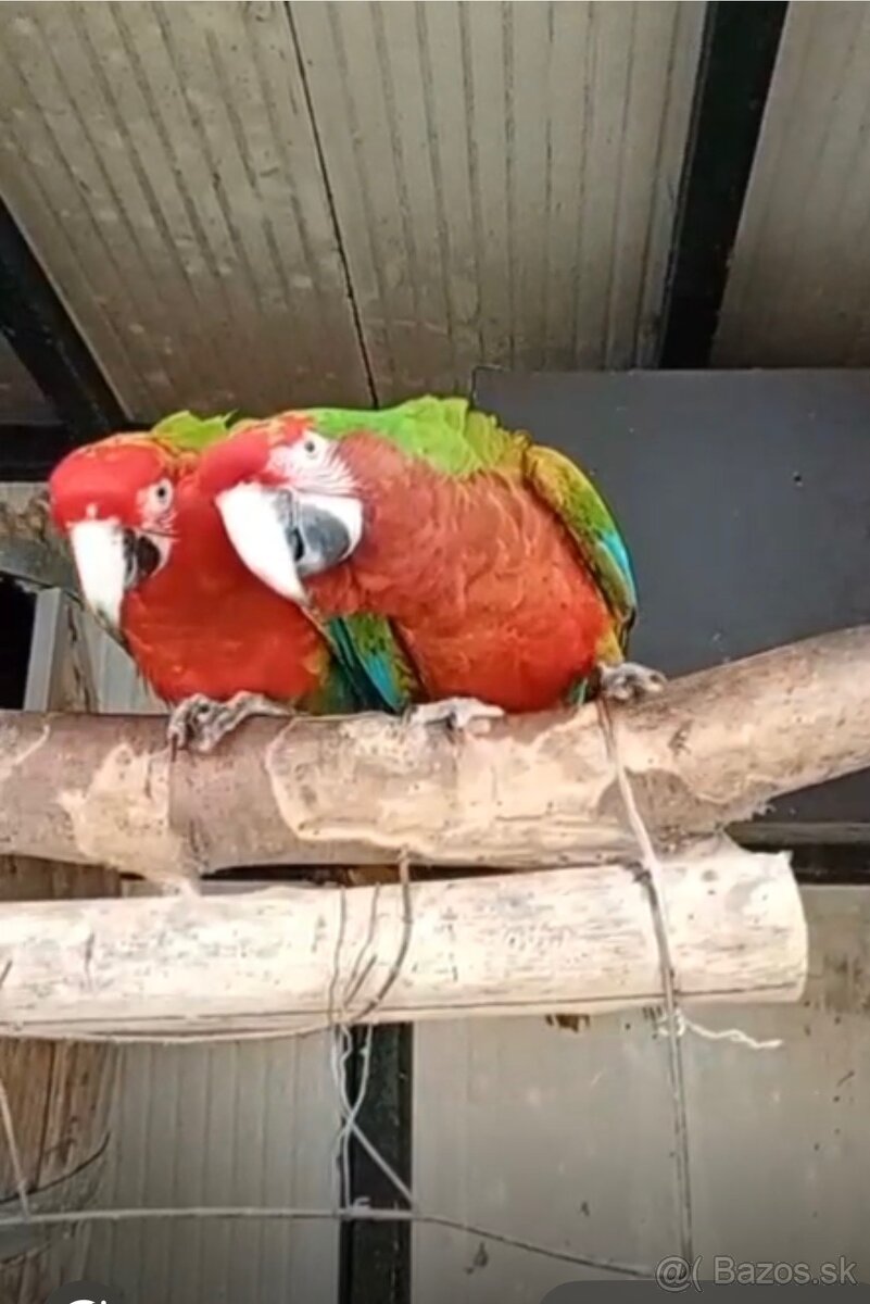 Ara calico - 4