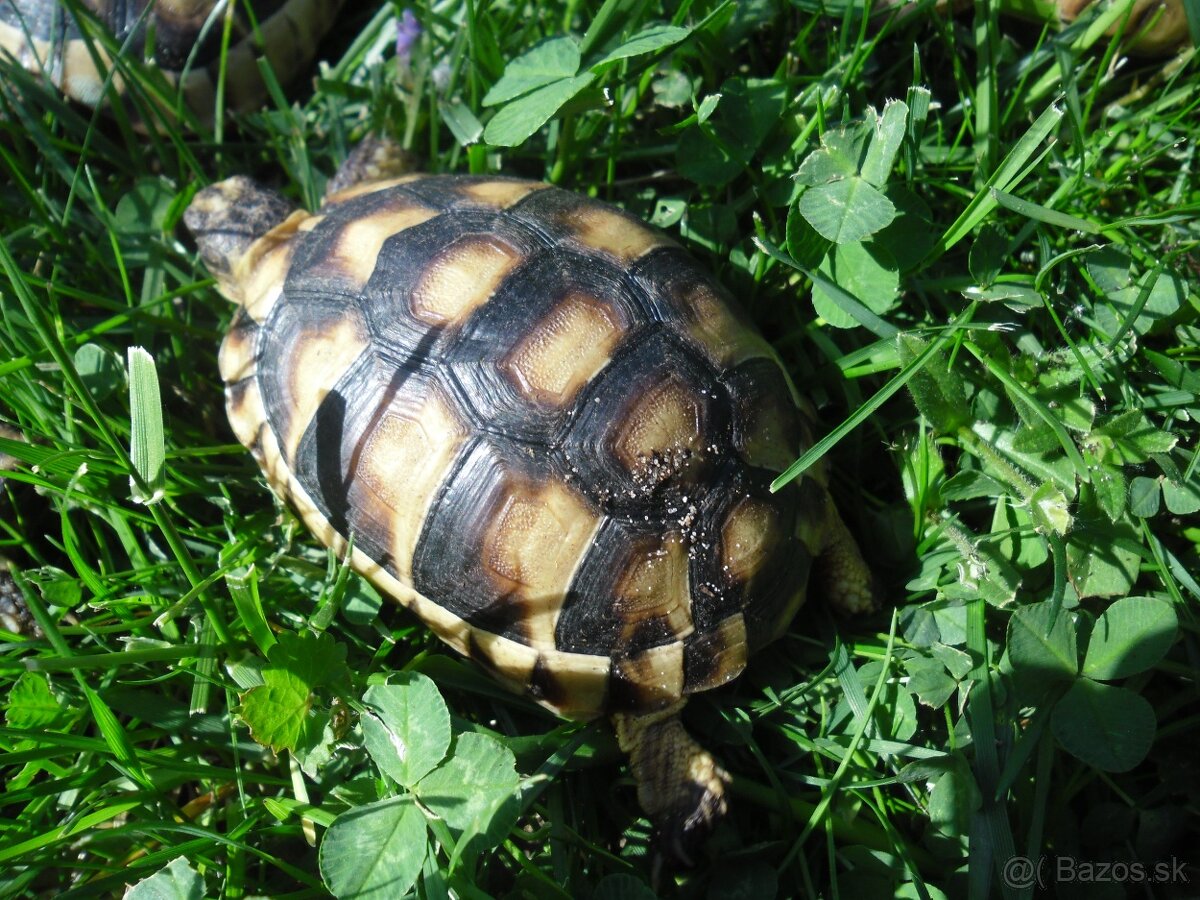 korytnačka žltočierna - 4