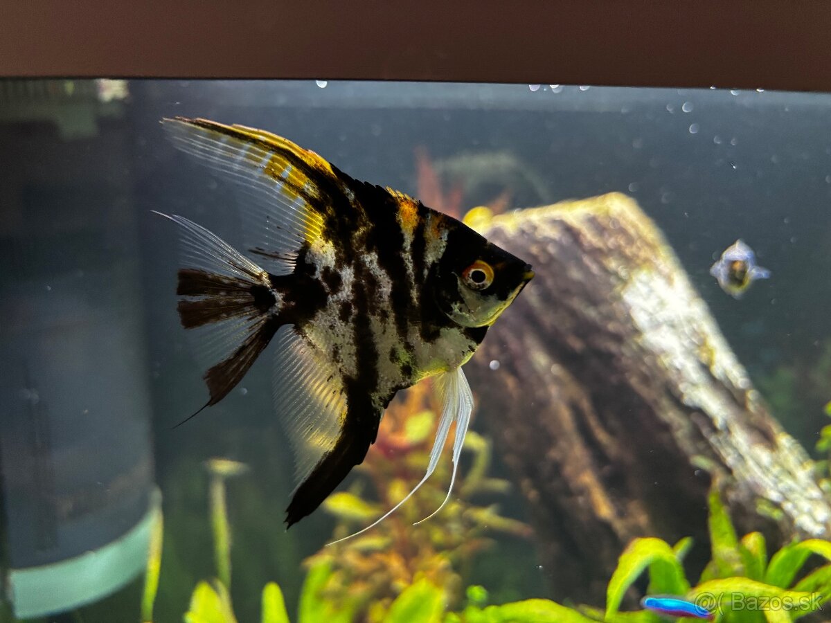 Predám akvarijne rybičky - 4